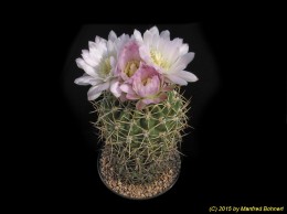 Gymnocalycium monvillei ssp. achirasense 369